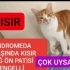 SAG ÖN PATISI ENGELLI ( ANDROMEDA ) fotoğraf