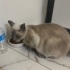 Lidya yeni evini arıyor bebecikleri ile fotoğraf