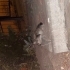 İki tane yavru kedi annesiz fotoğraf