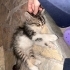 İki tane yavru kedi annesiz fotoğraf