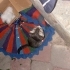 İki tane yavru kedi annesiz fotoğraf