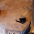 2 bal kardeş yuva arıyor fotoğraf