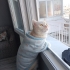 Ücretsiz sahiplenme fotoğraf