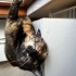 🧡 Eşsiz Kaplumbağa Desenli (Tortoiseshell) Kedimize Ömürlük Yuva fotoğraf