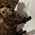 🧡 Eşsiz Kaplumbağa Desenli (Tortoiseshell) Kedimize Ömürlük Yuva fotoğraf
