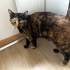 🧡 Eşsiz Kaplumbağa Desenli (Tortoiseshell) Kedimize Ömürlük Yuva fotoğraf