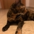 🧡 Eşsiz Kaplumbağa Desenli (Tortoiseshell) Kedimize Ömürlük Yuva fotoğraf