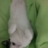 Sevgi Dolu ve Uysal Dostuma Ömürlük, Güvenli Bir Yuva Arıyorum 🐾 fotoğraf