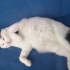 Sevgi Dolu ve Uysal Dostuma Ömürlük, Güvenli Bir Yuva Arıyorum 🐾 fotoğraf