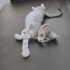 Gümüş gri 6 haftalık erkek kedi acil yuva lazım fotoğraf