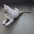 Gümüş gri 6 haftalık erkek kedi acil yuva lazım fotoğraf