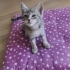 Gümüş gri 6 haftalık erkek kedi acil yuva lazım fotoğraf