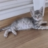 Gümüş gri 6 haftalık erkek kedi acil yuva lazım fotoğraf