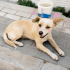 Ücretsiz sahiplenme jack Russell mix acil yuva fotoğraf