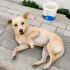 Ücretsiz sahiplenme jack Russell mix acil yuva fotoğraf