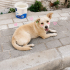 Ücretsiz sahiplenme jack Russell mix acil yuva fotoğraf