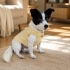 Ücretsiz sahiplenme fox terrier fotoğraf