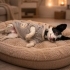 Ücretsiz sahiplenme fox terrier fotoğraf