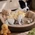 Ücretsiz sahiplenme fox terrier fotoğraf