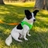 Ücretsiz sahiplenme fox terrier fotoğraf