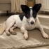 Ücretsiz sahiplenme fox terrier fotoğraf