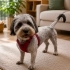 Ücretsiz sahiplenme terrier fotoğraf