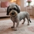 Ücretsiz sahiplenme terrier fotoğraf