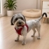 Ücretsiz sahiplenme terrier fotoğraf