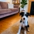 Ücretsiz sahiplenme luna terrier acil yuva fotoğraf