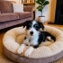 Ücretsiz sahiplenme luna terrier acil yuva fotoğraf