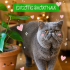Ücretsiz sahiplenme exotic shorthair fotoğraf