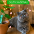 Ücretsiz sahiplenme exotic shorthair fotoğraf