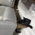 Oyuncu bir yavru kedi fotoğraf