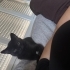 Oyuncu bir yavru kedi fotoğraf