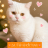 Ücretsiz sahiplenme British kedi fotoğraf