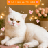 Ücretsiz sahiplenme British kedi fotoğraf
