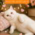 Ücretsiz sahiplenme British kedi fotoğraf