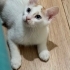 MAVİ YUVA ARIYOR fotoğraf