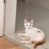 MAVİ YUVA ARIYOR fotoğraf
