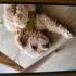 Çok uysal terrier fotoğraf