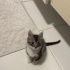 Garip bebek yuva arıyor fotoğraf