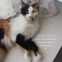 Lütfen cok acil sokağa bırakmak zorunda kalacağız fotoğraf