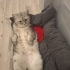 Kedime Ömürlük Yuva arıyorum fotoğraf