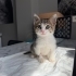 Engelli Kedi Kekik Yuva Arıyor fotoğraf