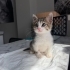 Engelli Kedi Kekik Yuva Arıyor fotoğraf