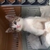 Engelli Kedi Kekik Yuva Arıyor fotoğraf
