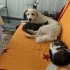 Kral kopegimize  acil yuva fotoğraf