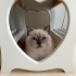 BRİTİSH SORTHAİR BLUE POINT DAHA YENİ KISIRLAŞTI..!! fotoğraf