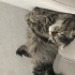 Meraklı ve oyuncu bıdığa yuva arıyoruz fotoğraf