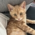 Evinizin Maskotu Olacak fotoğraf